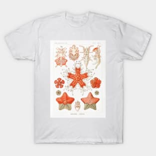 Asteridea - Ernst Haeckel T-Shirt